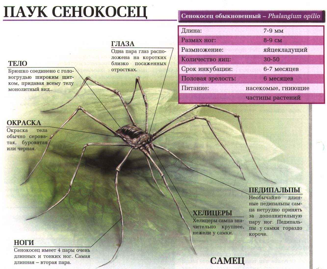 На фото описано понятие паука